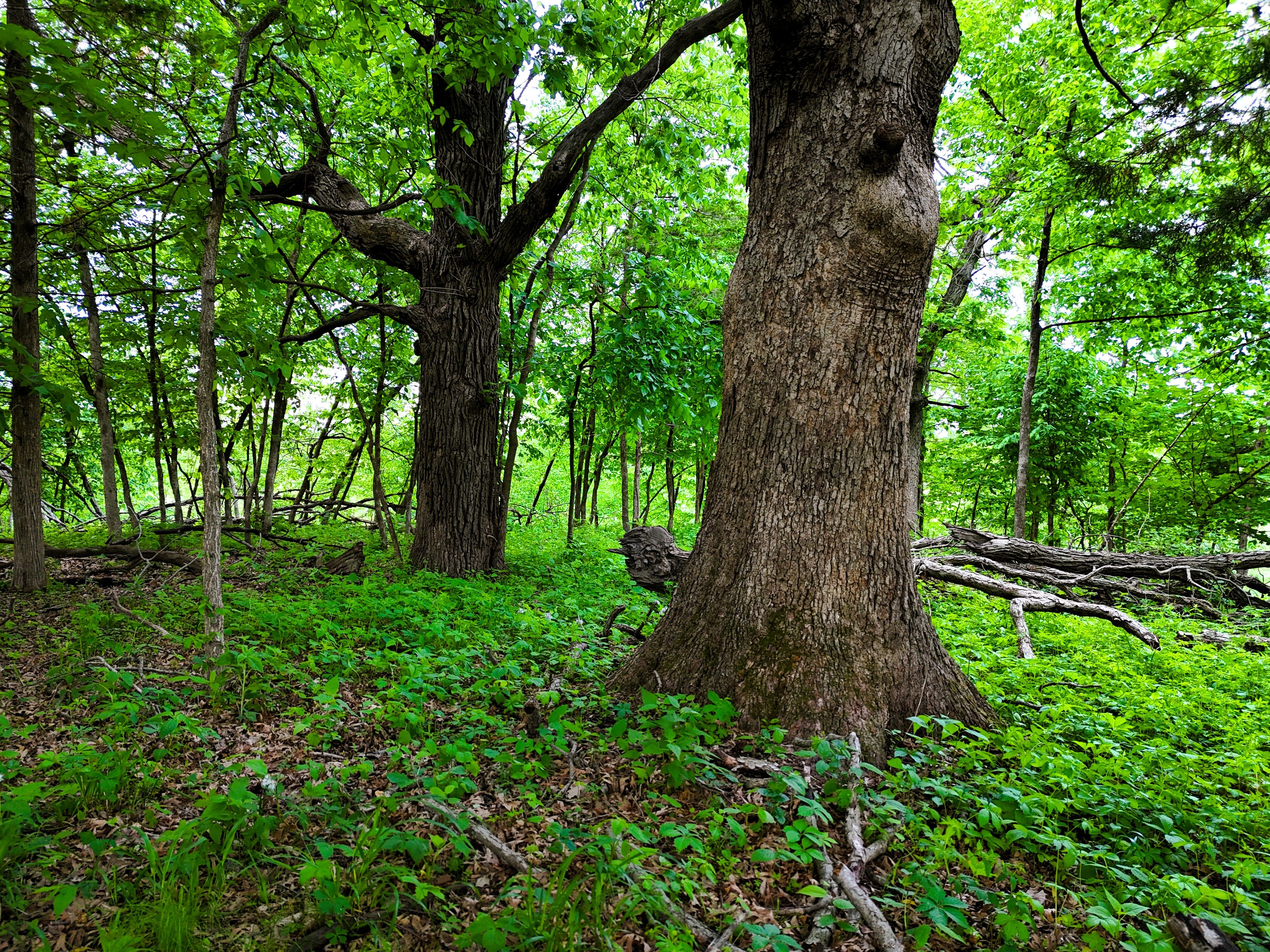 Listing Photo: Ground timber 2
